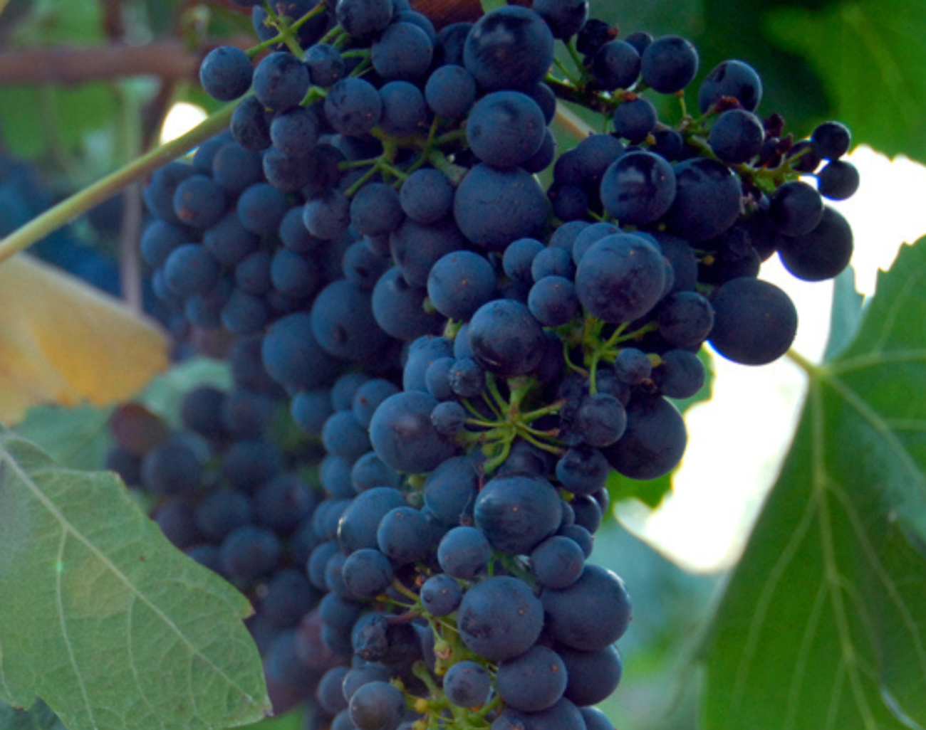 Grapes on a vine